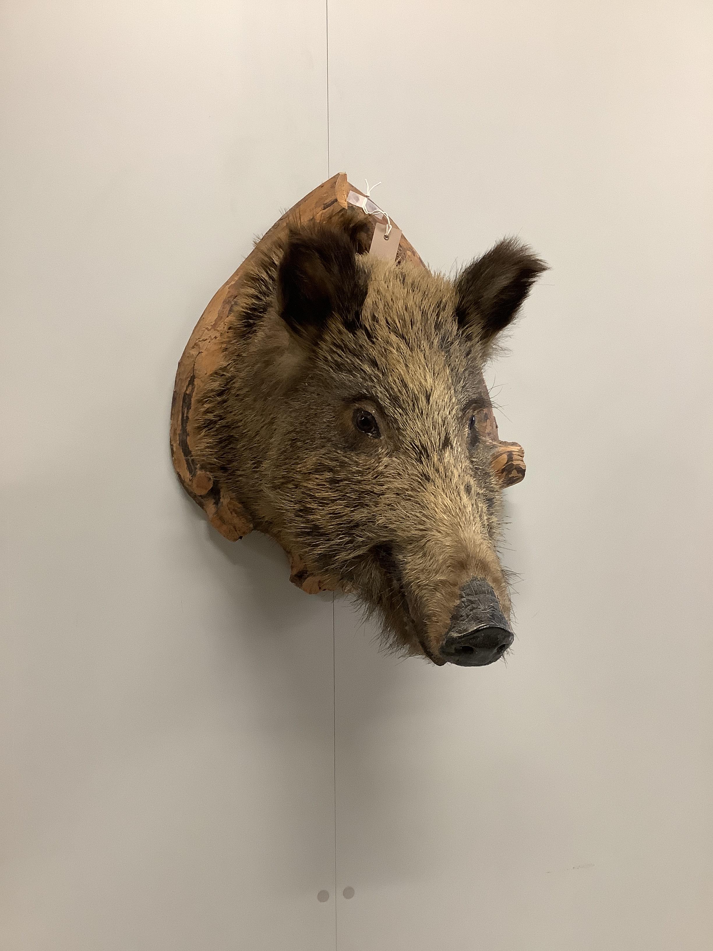 A taxidermy boar's head wall trophy, height 70cm